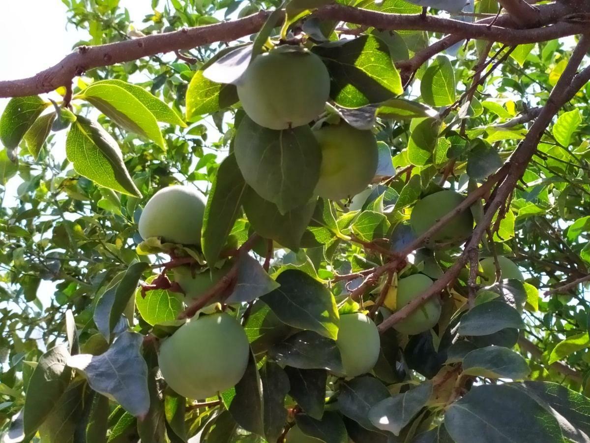 לינה וארוחת בוקר אצ'י קטנה Sotto L'Eremo מראה חיצוני תמונה